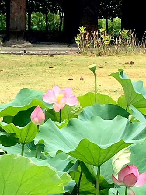 京都の東寺の蓮の花