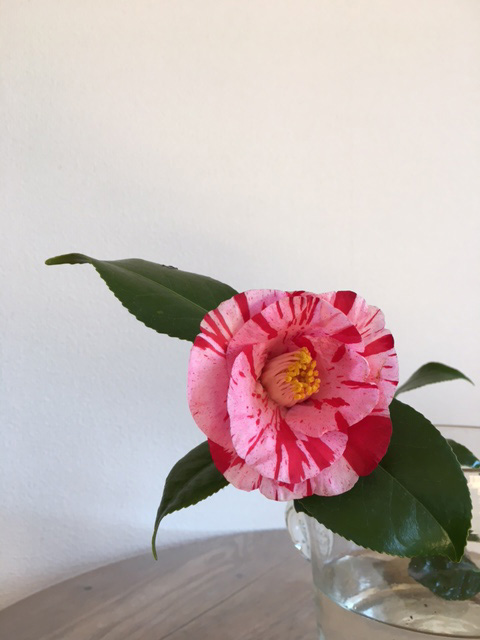 思い開花のまま