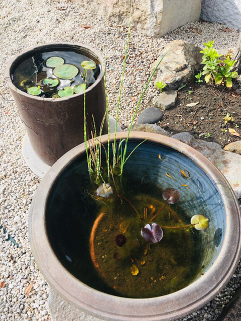 睡蓮と蓮とめだか