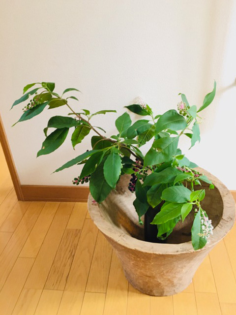 洋種山牛蒡〈ヨウシュヤマゴボウ〉